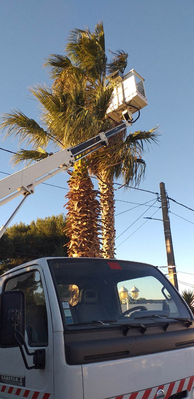 Démontage avec nacelle d'un palmier Phoenix sur la ville d'Istres